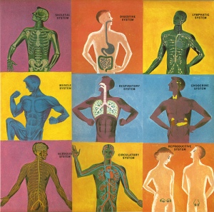 humany body sistem